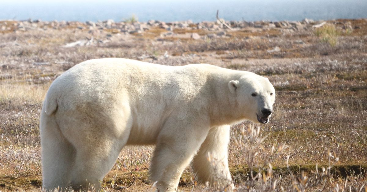 Polar bears are starving to death as melting sea ice forces them onto land [Video]
