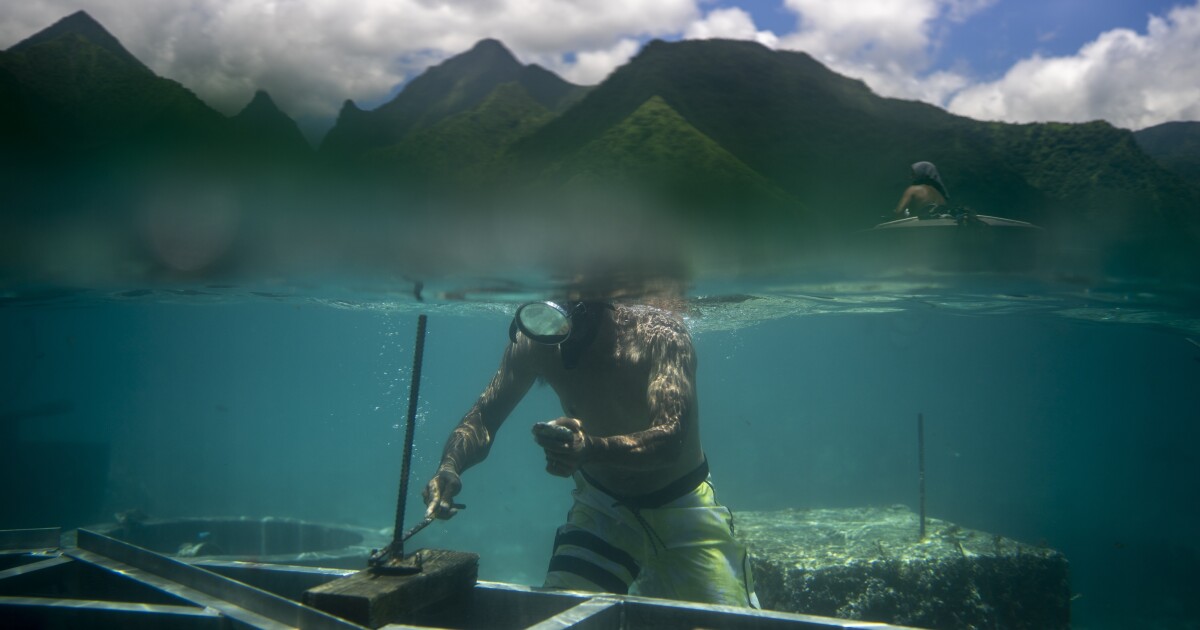 Hundreds are set to descend on Tahiti for Olympic surfing [Video]