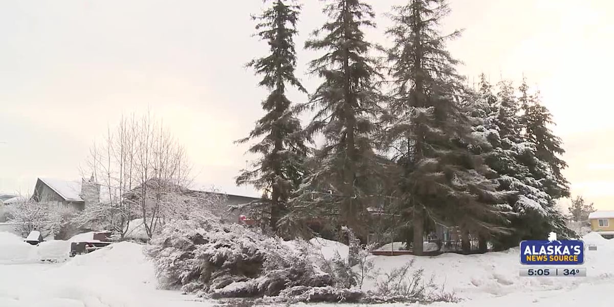Wicked 40-60 mph winds bring trees and power lines down in Anchorage [Video]