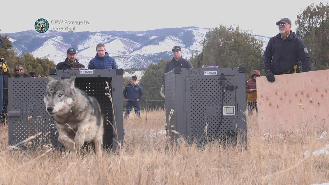 Pair of Colorado wolves wandering toward Wyoming border [Video]