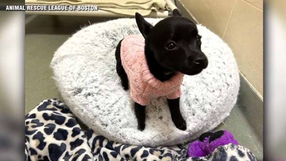 10-week-old Chihuahua found wandering near expressway finds forever home – Boston News, Weather, Sports [Video]