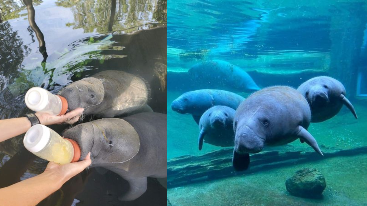 3 manatees rehabilitated at zoo released into native waters [Video]