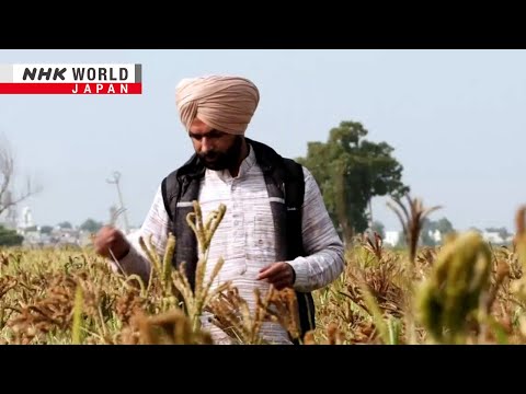 India turns to hardy grain amid climate changeーNHK WORLD JAPAN NEWS [Video]