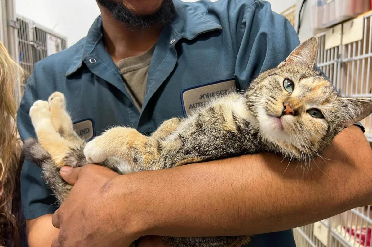 Look: Cat rescued from junkyard car moments before crushing [Video]