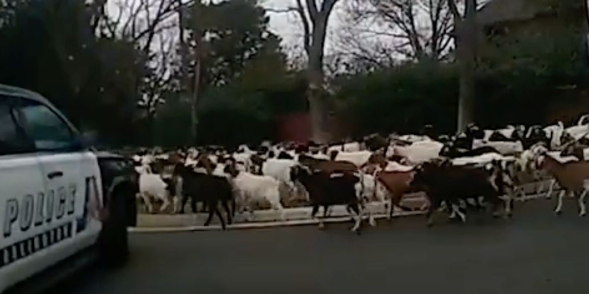 Video Shows Escaped Goats Evading Police In Texas Neighborhood [Video]
