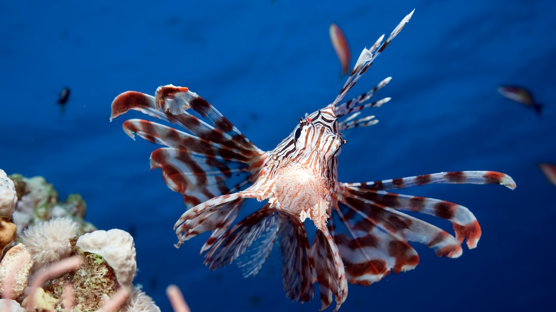 Invasive lionfish found in Gulf of Mexico off Texas coast [Video]