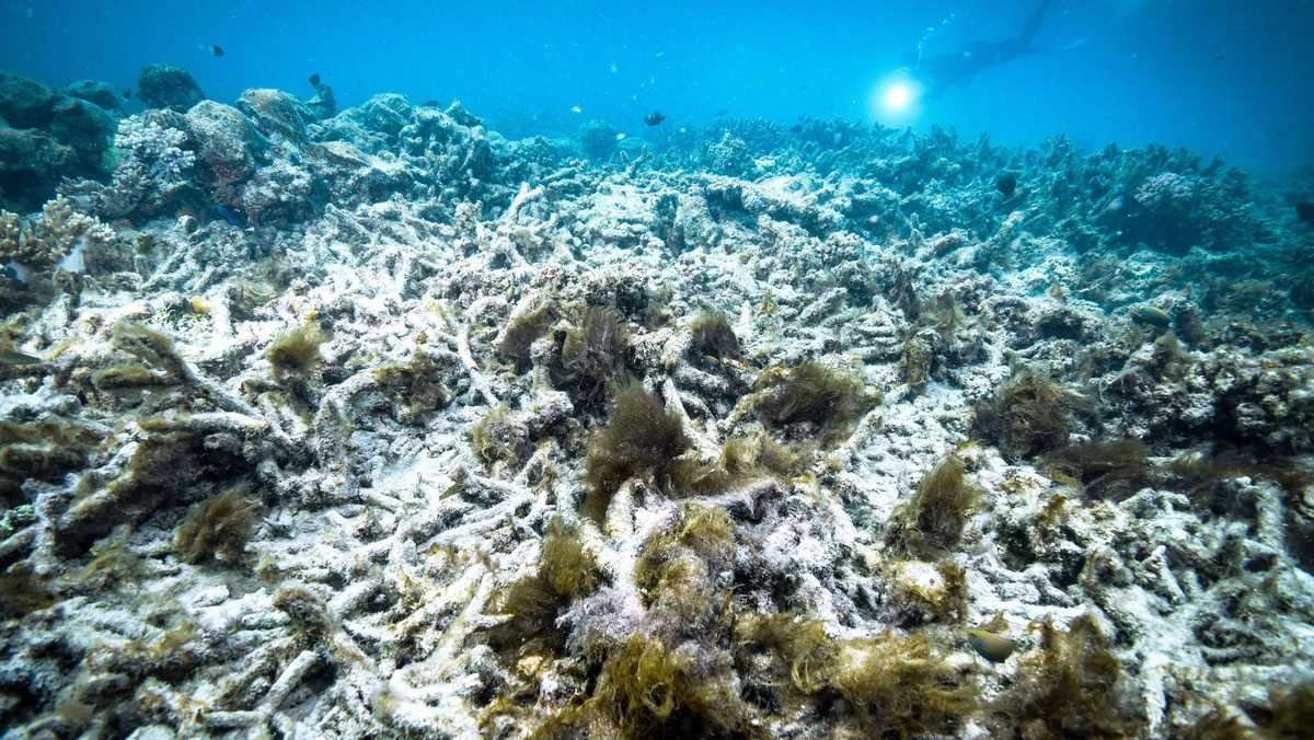 Australias Great Barrier Reef suffers extensive coral bleaching, as scientists fear seventh mass bleaching event [Video]