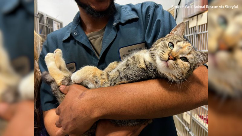 Cat rescued from junkyard moments before vehicle was crushed [Video]