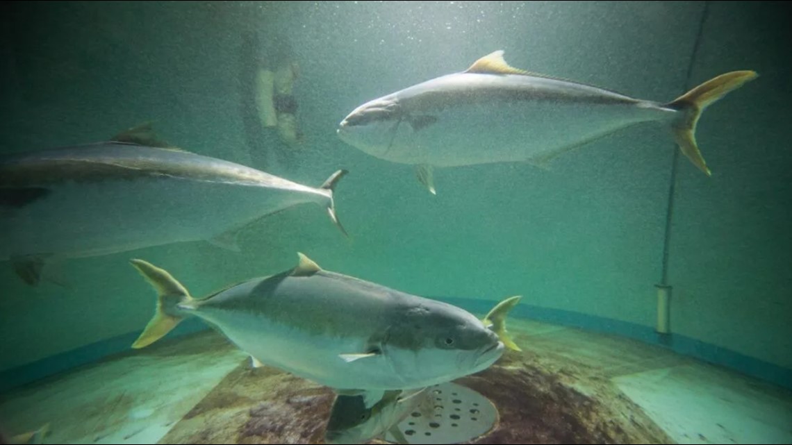 Jonesport aquaculture project paused during permit appeals [Video]