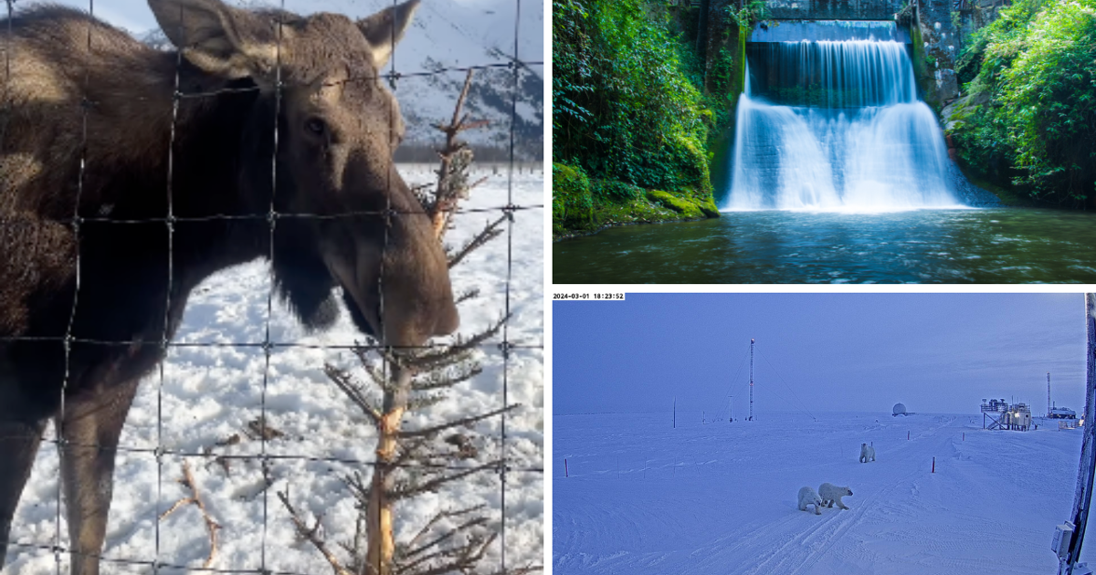 AROUND ALASKA: Hydropower, Polar Bears, and Moose Spruce! | Around Alaska [Video]