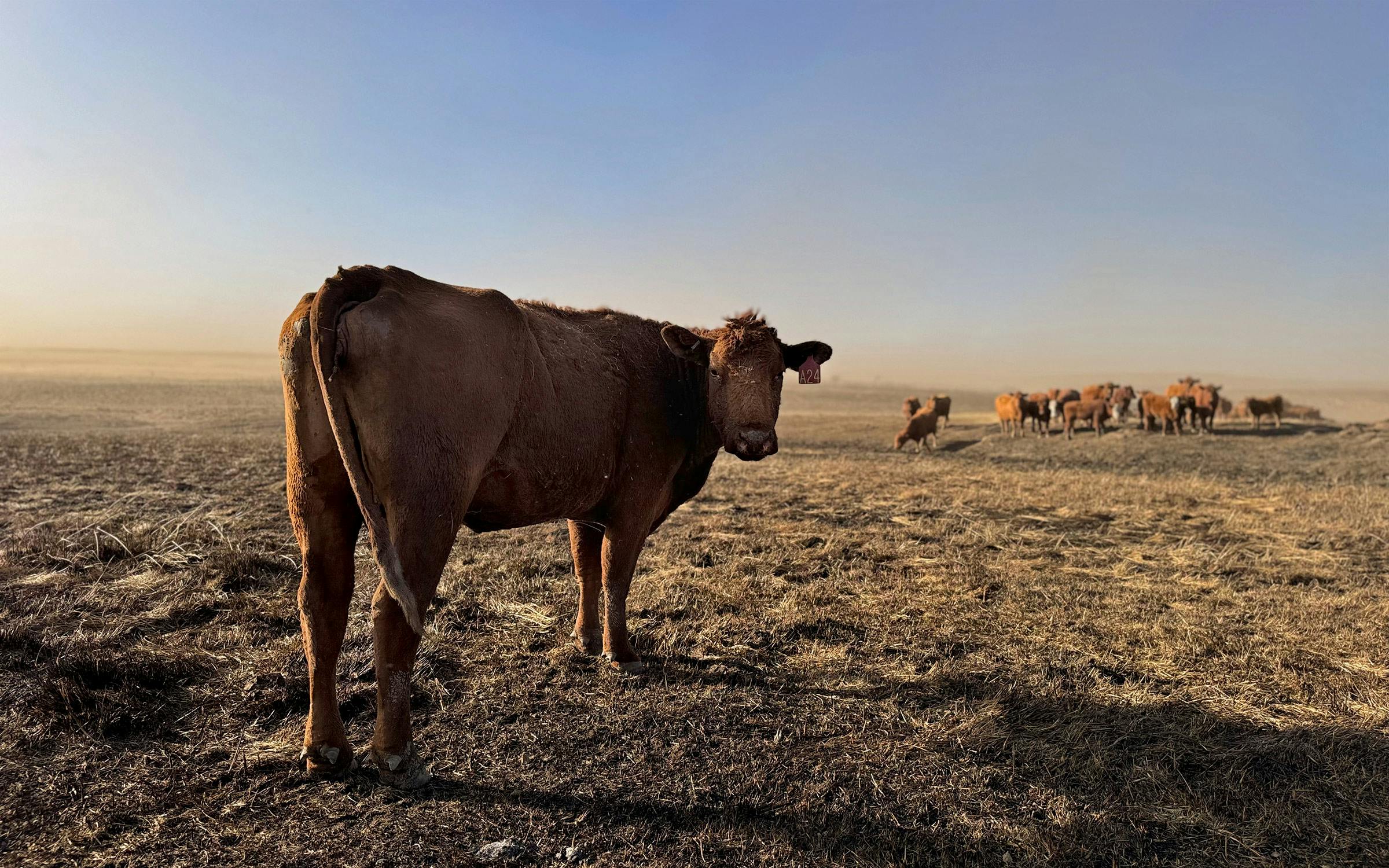 After Wildfires Killed Thousands of Cows, Texas Ranchers Count Their Lost [Video]