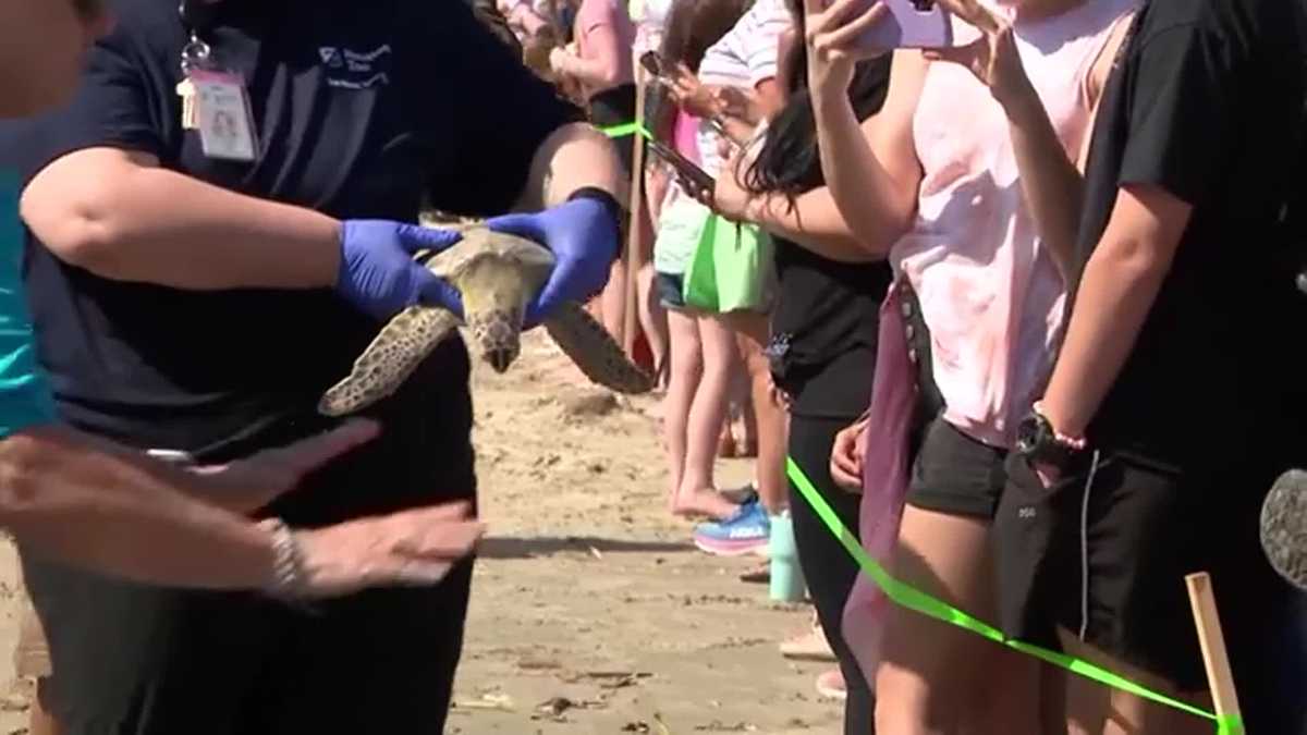 12 green sea turtles released back into the Gulf after being rehabilitated in Texas [Video]