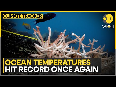 Ocean temperatures hit record high in February: EU scientists | WION Climate Tracker [Video]