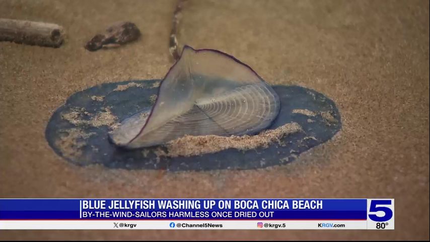 Blue jellyfish washing up on Boca Chica Beach [Video]