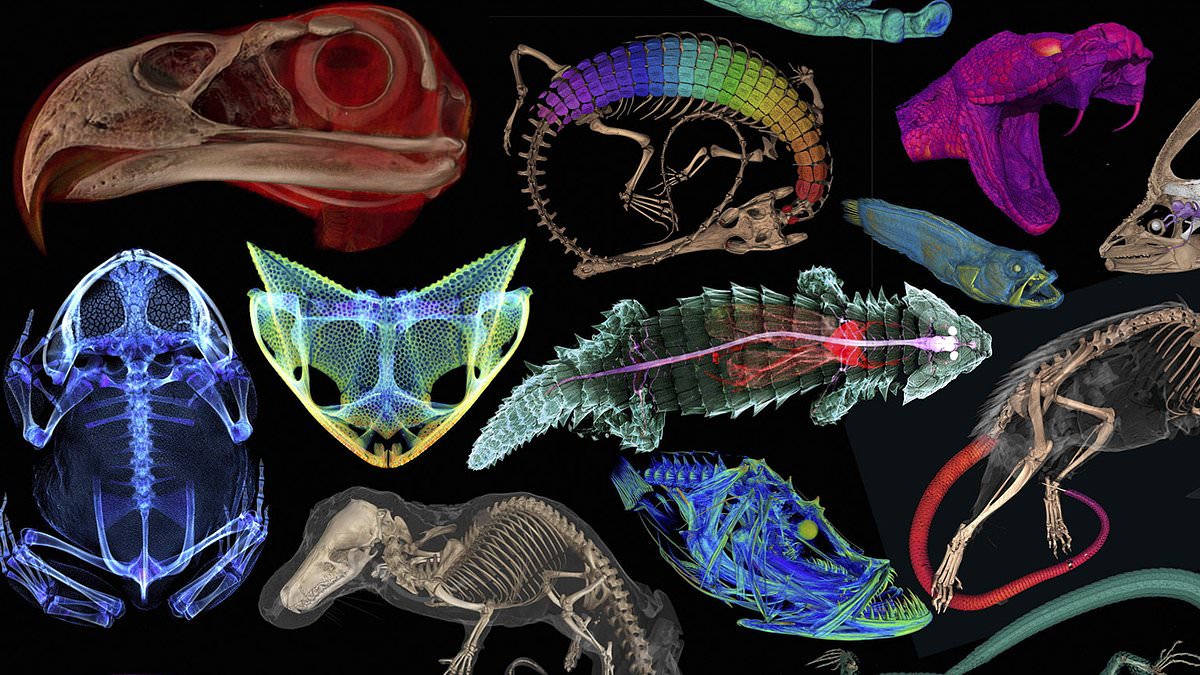 More than 13,000 creatures scanned by scientists reveal stunning images of eggs inside a turtle, the rib cage of a bat and rare snake eating a centipede [Video]