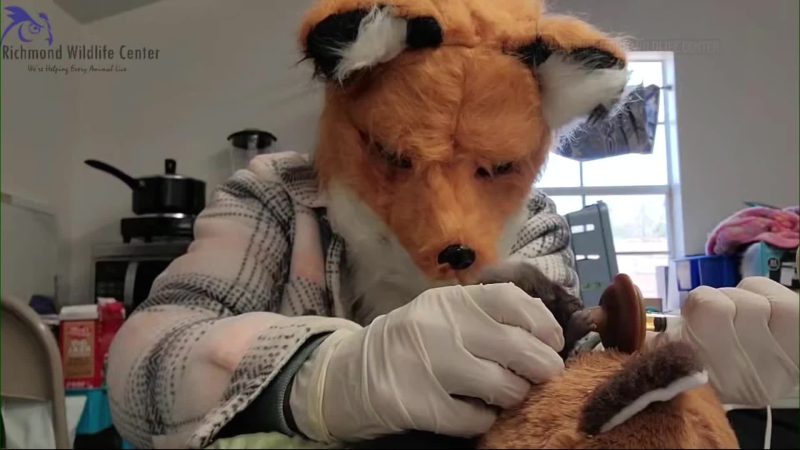 VIDEO: Wildlife staff pretend to be foxes while caring for orphaned kit in Virginia | KLRT [Video]