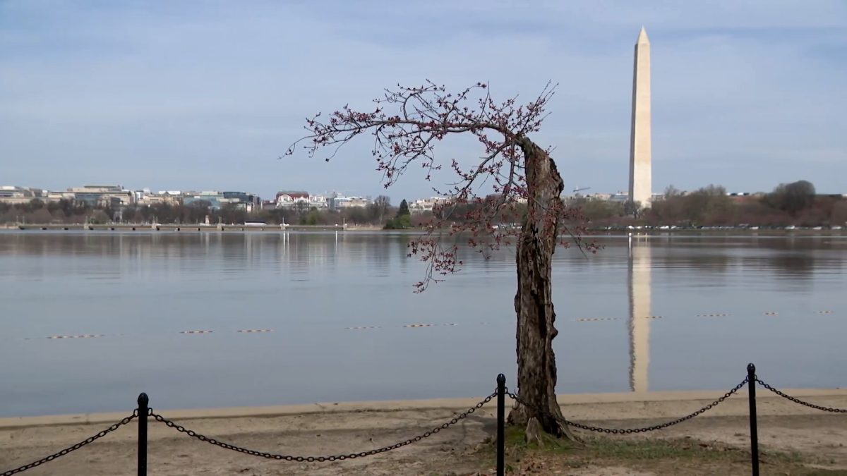 Stumpy the iconic DC cherry tree to be turned into mulch [Video]