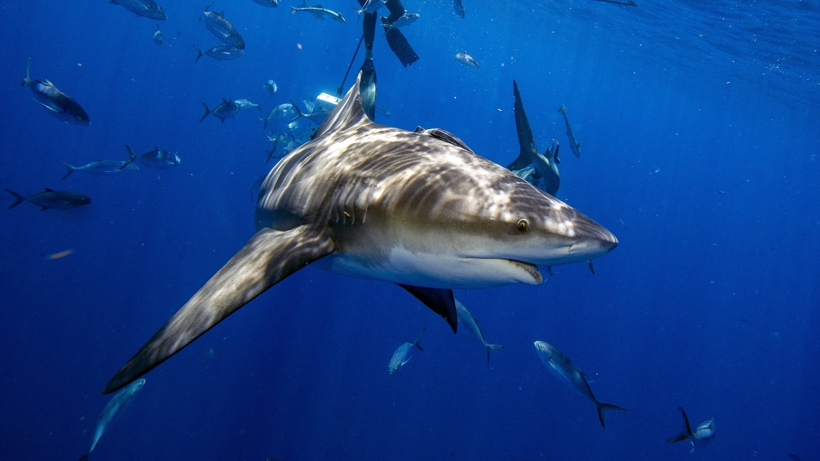 Warmer sea surface temperatures have led to a bull shark population increase, scientists say [Video]