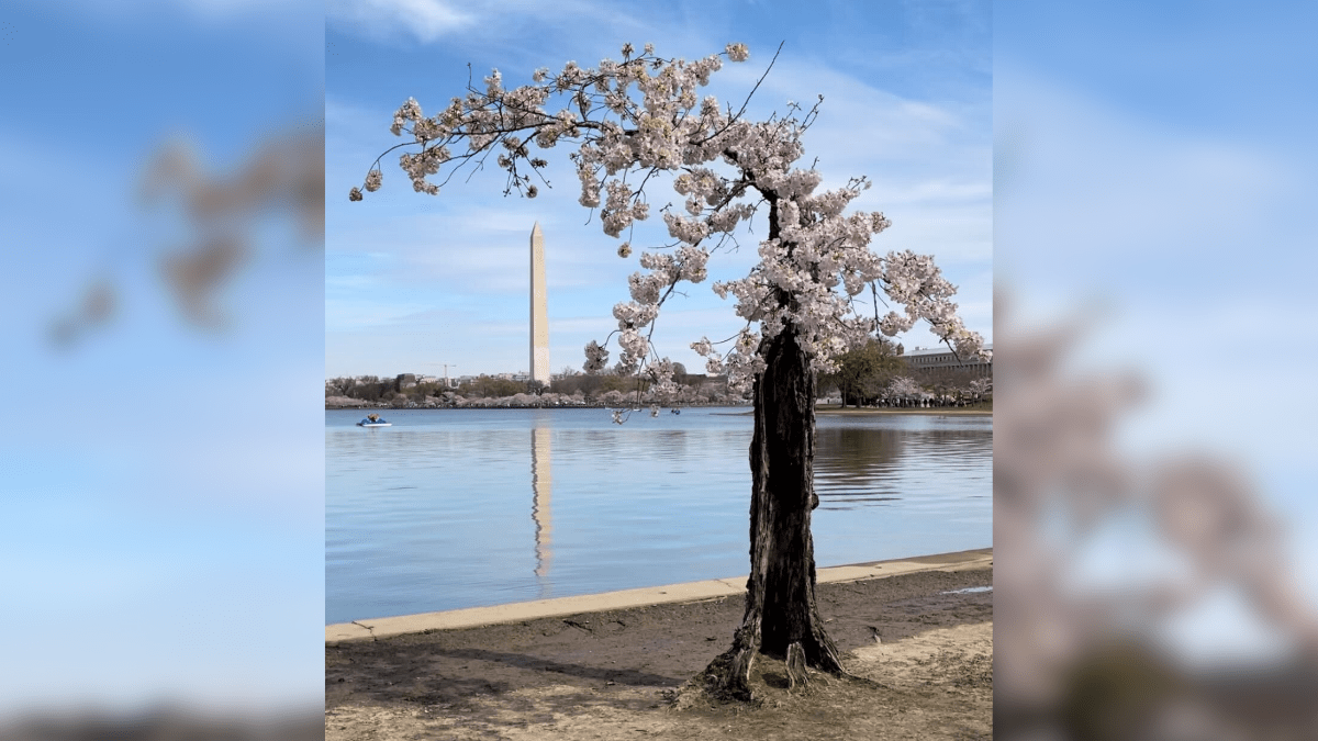 DCs favorite little cherry tree to be removed from Tidal Basin  NBC Bay Area [Video]