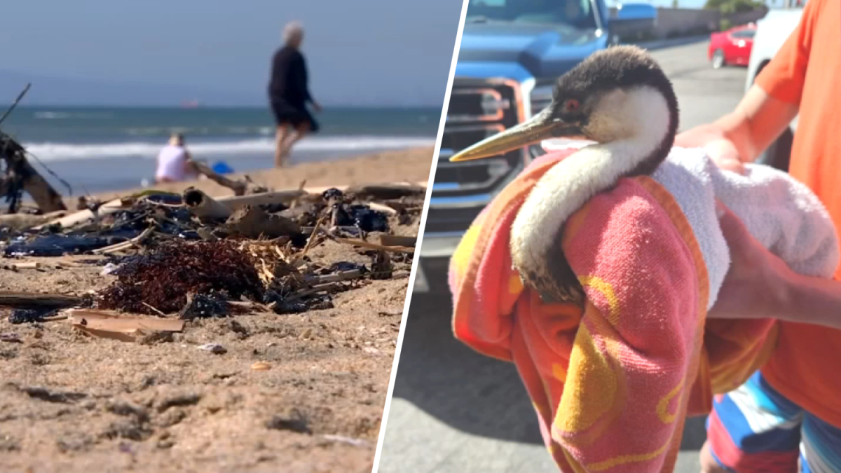 Wildlife experts examining birds possibly impacted by oil sheen  NBC Los Angeles [Video]