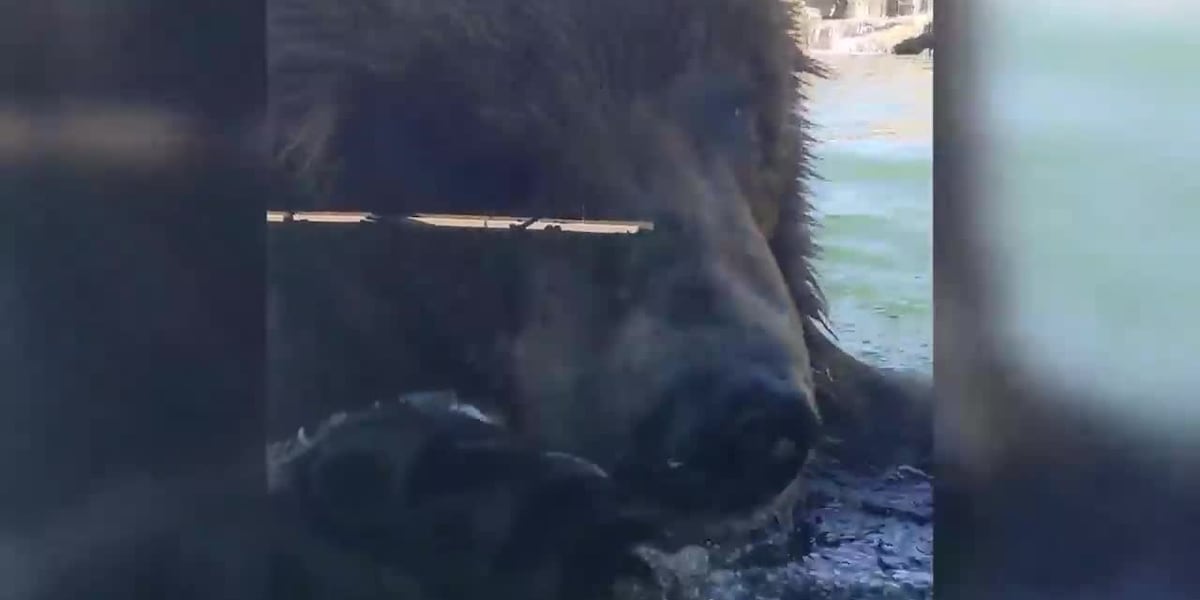 Grizzly bears plays in water after hibernation season [Video]