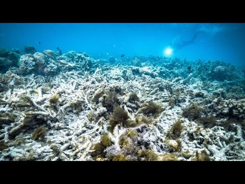 Coral in Great Barrier Reef becoming bleached, raising concerns over climate change [Video]