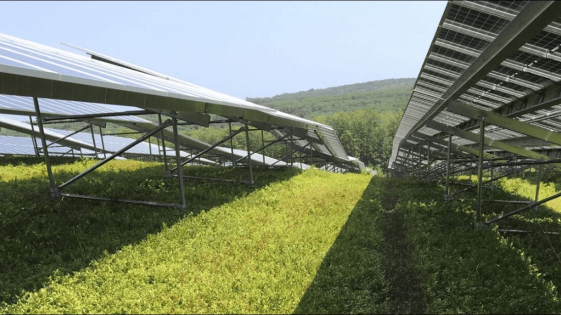 Can a Rockport farm generate solar power and blueberries at once? [Video]