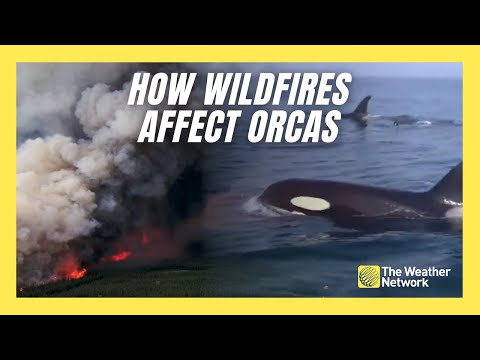 WIldfire Pollutants Found in Orcas is Bad News for the Species [Video]