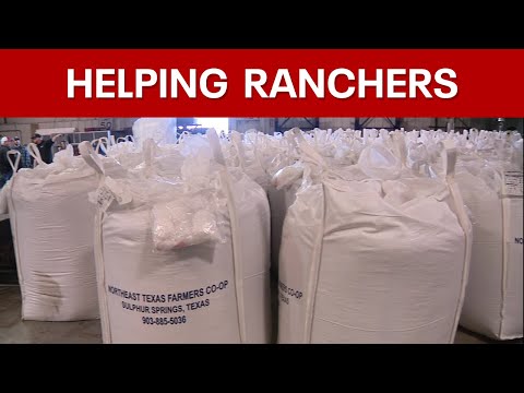 North Texans rally to help ranchers feed starving cattle in wildfire-stricken panhandle [Video]