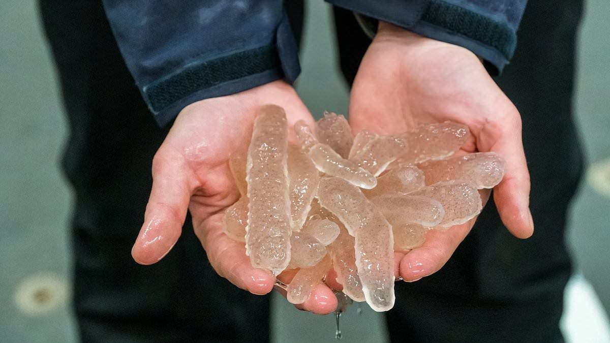 Millions of transparent blob-like creatures are washing ashore on the West Coast due to warming oceans… do YOU know what they are? [Video]