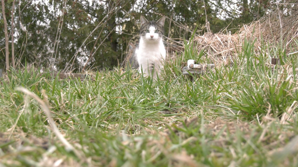 Feral cats in Lambton County [Video]