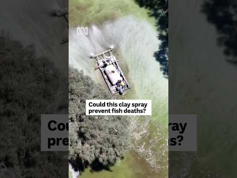 Could this innovative clay spray help stop fish kills? | ABC News [Video]