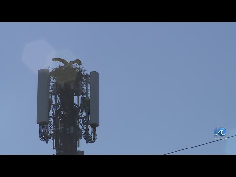 Dominion Energy monitoring nest in transmission line [Video]