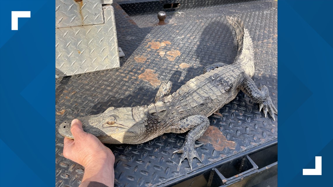 TWRA: Angler reels in alligator at least 3 feet long from East Tennessee lake [Video]