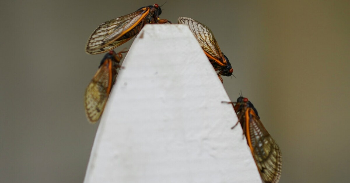 Study finds cicadas could project high-speed jets of urine at you [Video]
