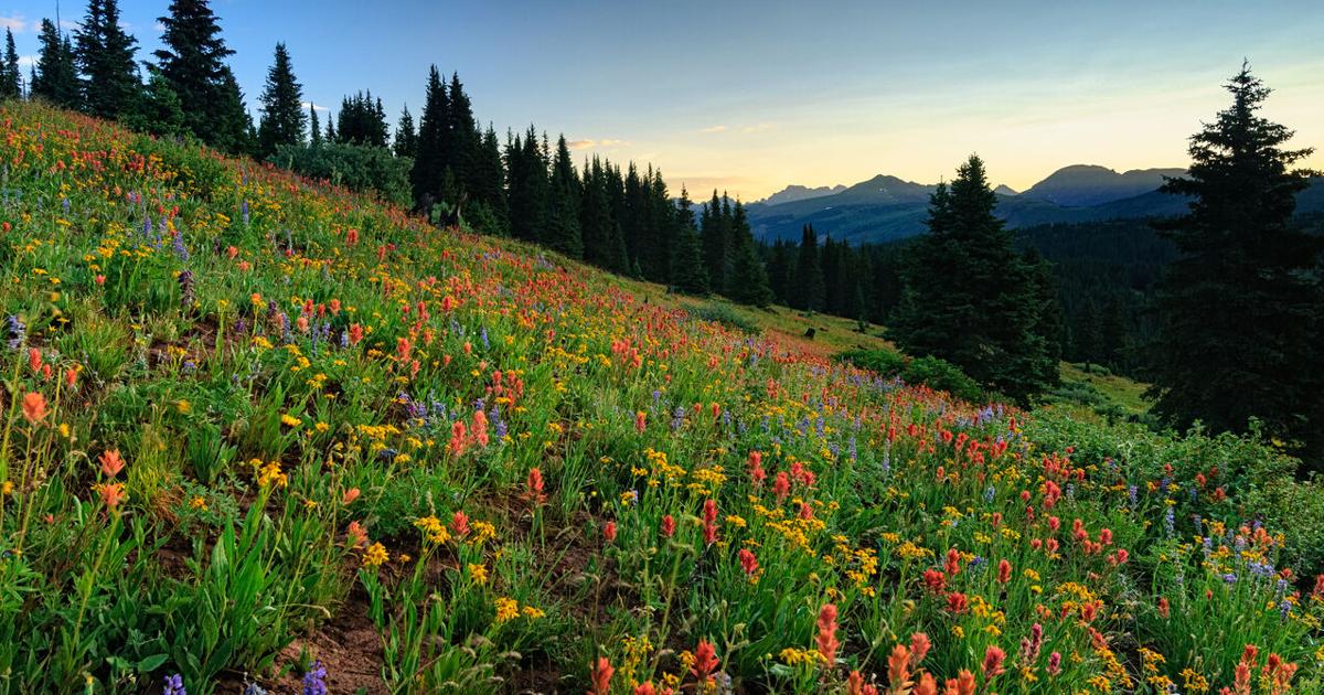 7 rare wildflowers waiting to be found around Colorado [Video]