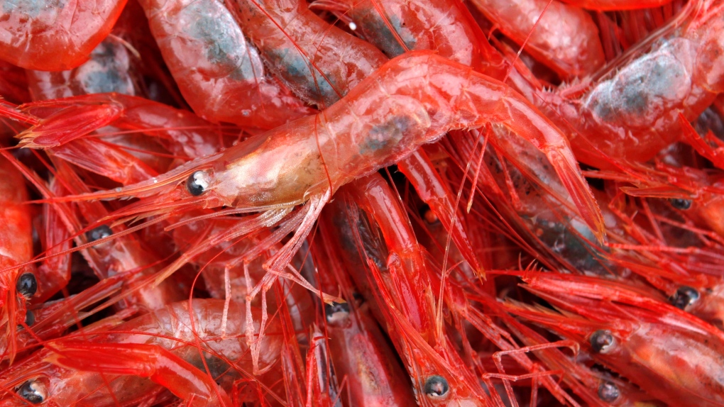 Quebec shrimp fishery facing climate change, tough economy [Video]