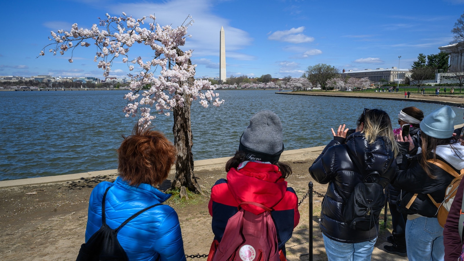 How climate change is affecting DC’s iconic cherry blossoms [Video]