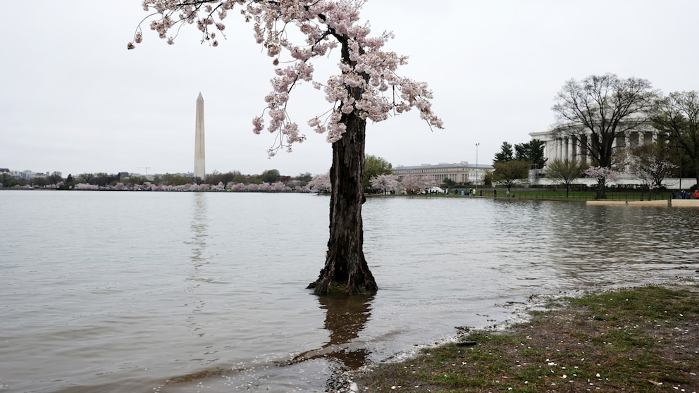 Video How climate change is affecting DC’s iconic cherry blossoms [Video]