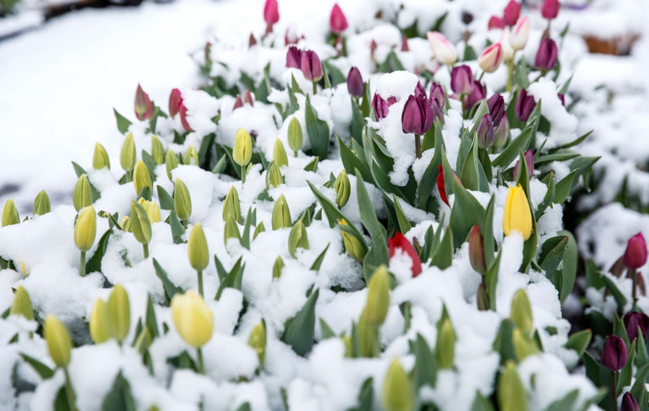 Michigan gardening: Do I need to protect my tulips and daffodils from winter weather? [Video]