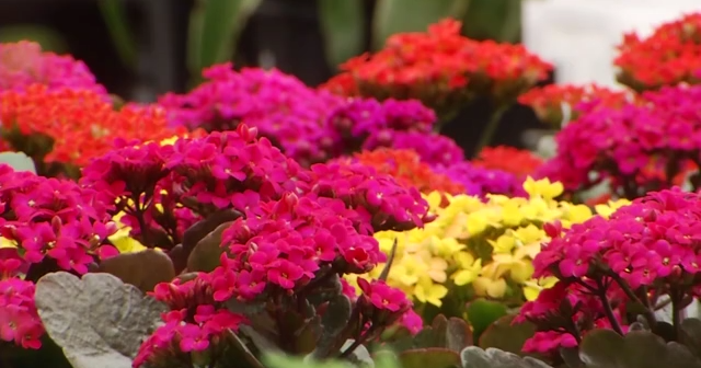 Extended pollen seasons mean greater risks for those with respiratory conditions | Local News [Video]