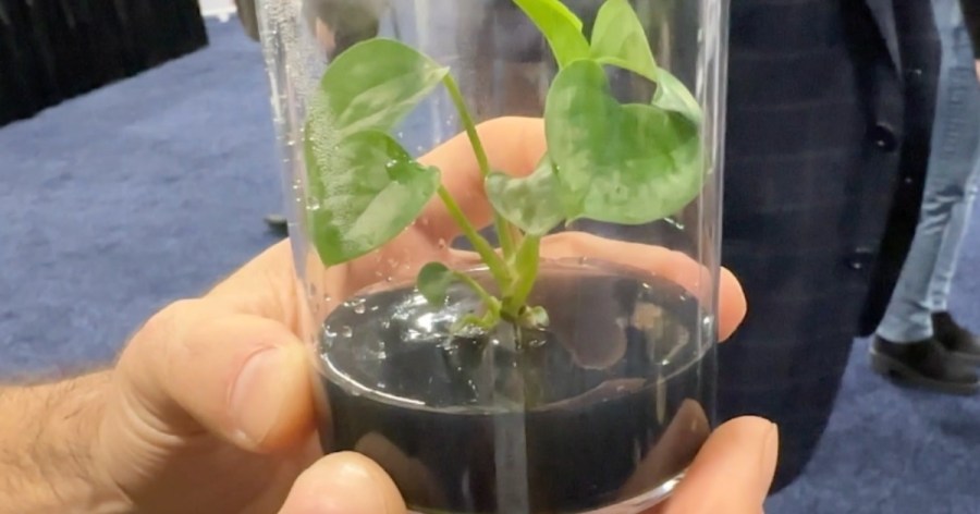 Bioengineered plant cleans air 30x better [Video]