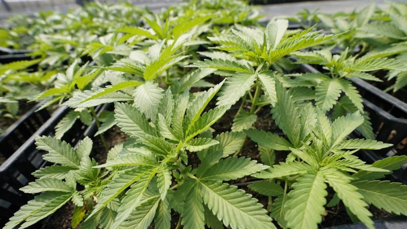 Timeline updated for recreational marijuana sales in Ohio [Video]