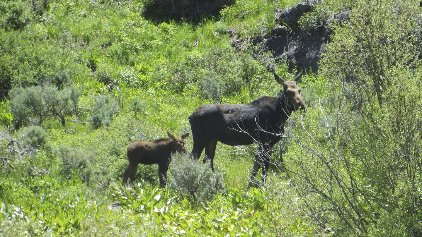 Nevada’s first big-game moose hunt will be tiny as unusual southern expansion defies climate change  WSB-TV Channel 2 [Video]