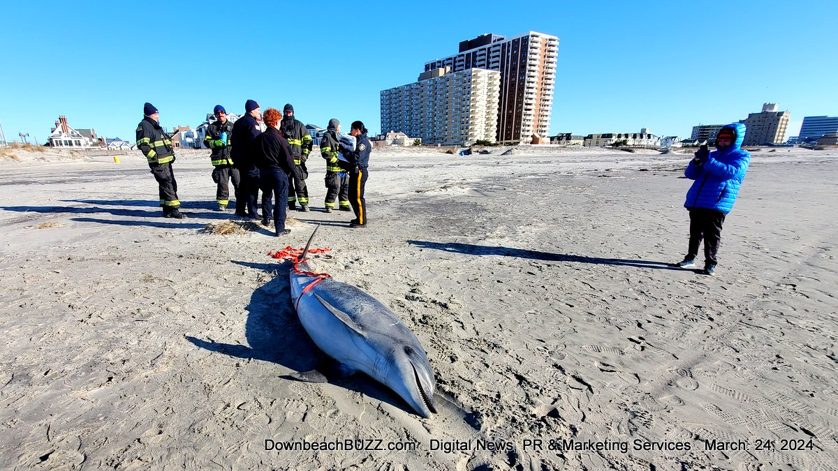 Please Don’t Take Picture of Dead Dolphin on Atlantic City Beach [Video]