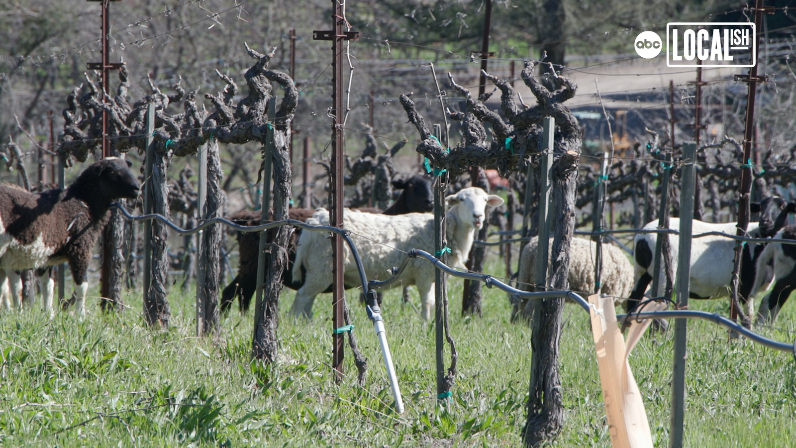 Napa Vineyard Sheep Grazing promotes sustainable agricultural practices and better wine [Video]