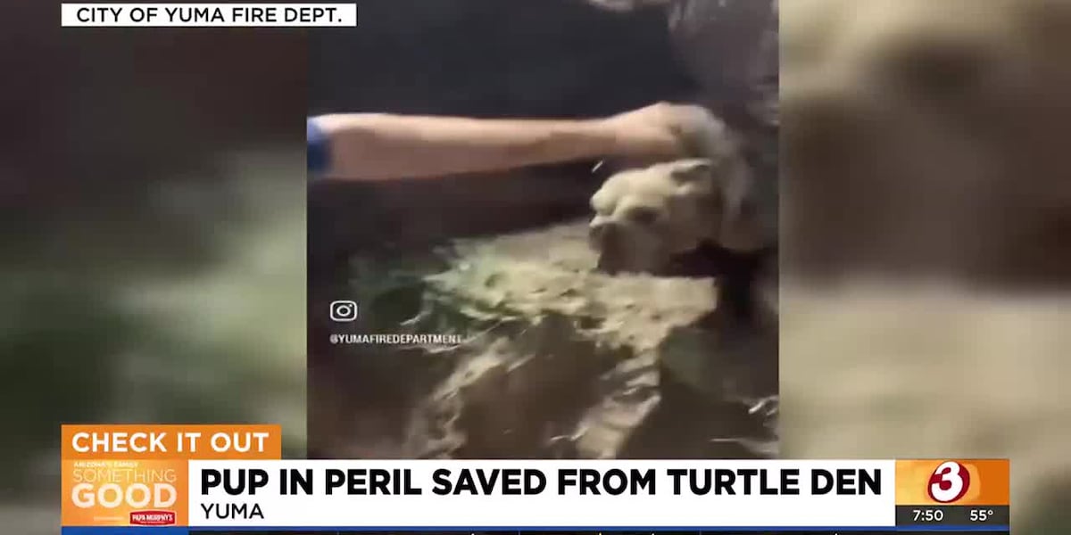 Curious puppy got stuck in tortoise den in Yuma [Video]