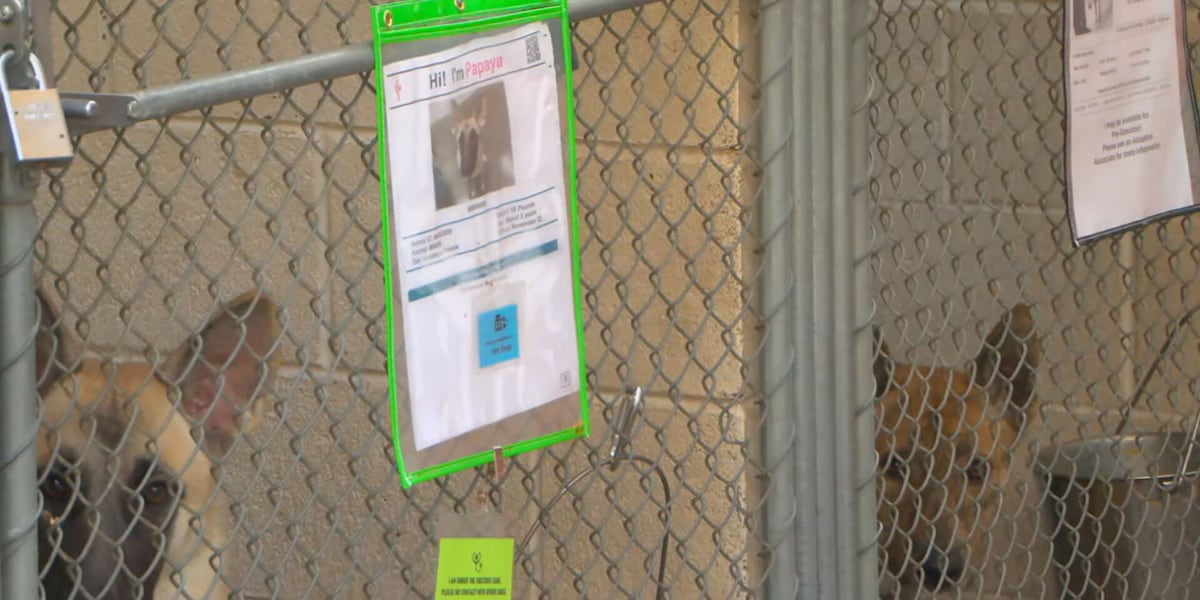 Dog tests positive for strep zoo at MCACC shelter in Mesa [Video]