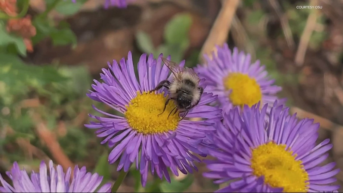 Honeybees in danger with climate change, Pacific Northwest-focused study warns [Video]