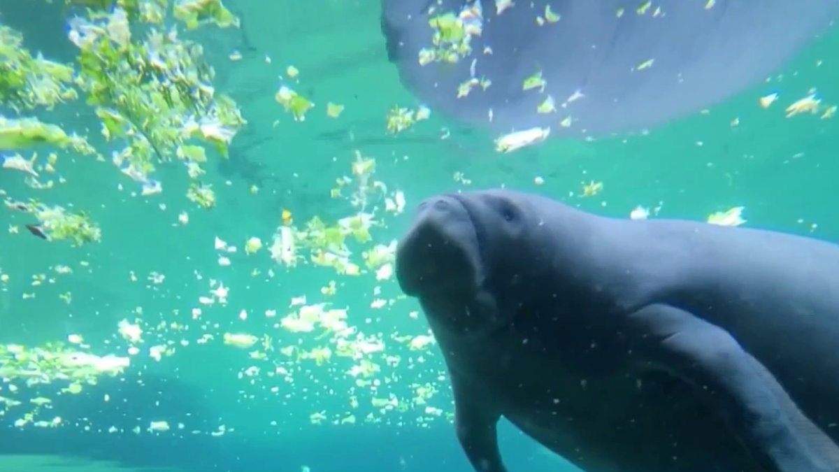 Why manatees are so crucial to Florida  NBC 6 South Florida [Video]